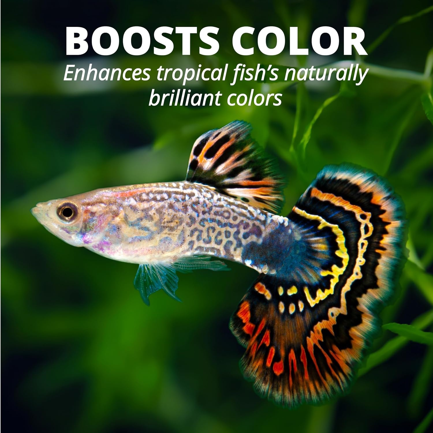 image:imageTetra 77079 TetraPRO Color Crisps for Fishes 265 oz741 Ounce Pack of 1