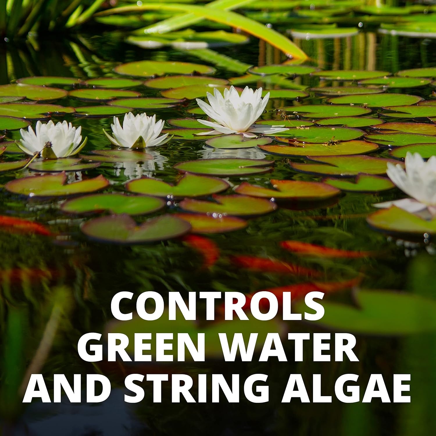 image:imageTetra 77188 Algae Control Treats 36000 gallons 1014Ounce