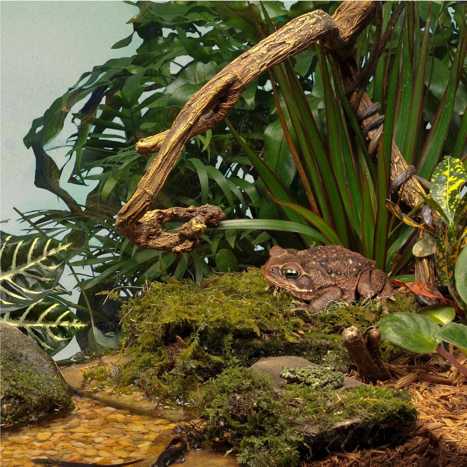 image:imageTetra Aquatic Turtle Deluxe Kit 20 Gallons aquarium With Filter And Heating Lamps 30 IN NV3323015 gallon