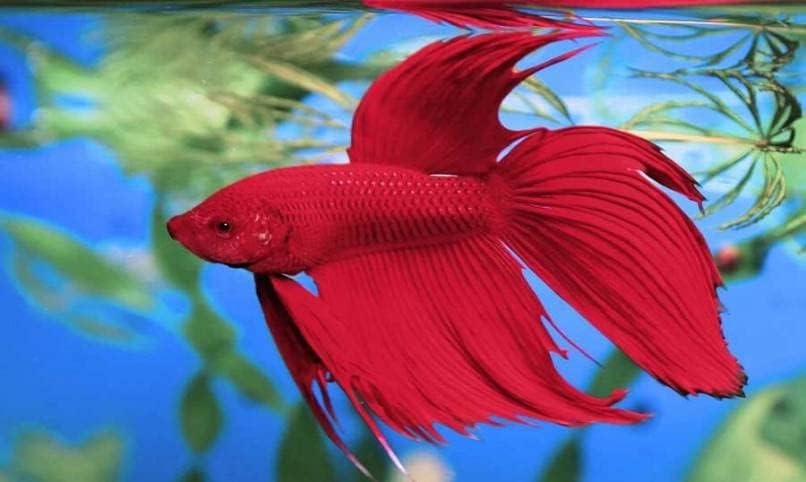 image:imageTetra BettaSafe Aquarium Water Conditioner For Bettas 169Ounce 50ml Golds amp Yellows 16837Golds Yellows