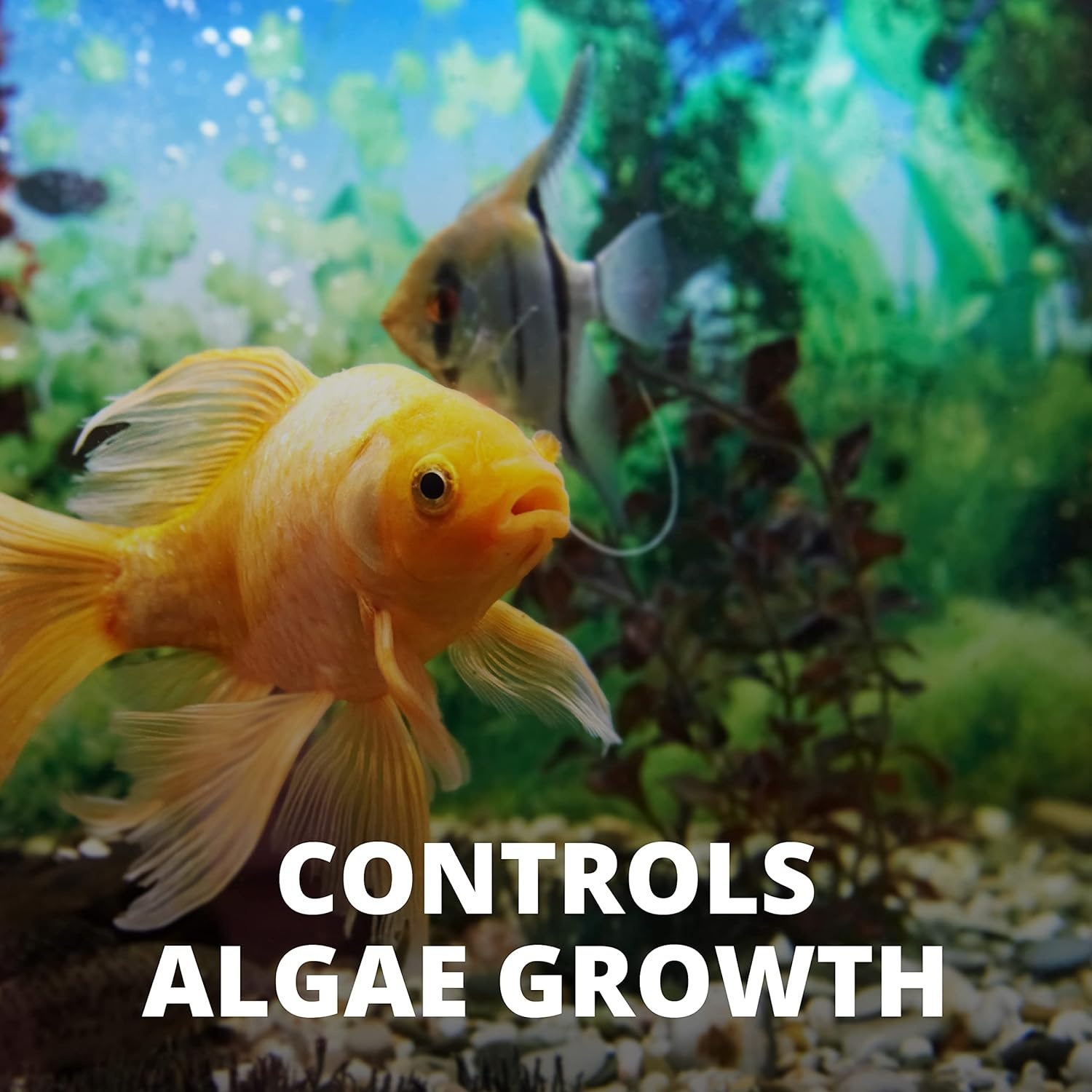 image:imageTetra No More Algae Tablets 8 tablets Controls Algae in Aquariums