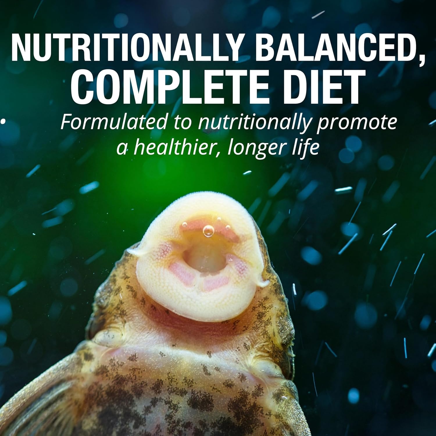 image:imageTetra PlecoWafers 86 Grams Nutritionally Balanced Fish Food For Algae Eaters 303 Ounce Pack of 165 Ounce Pack of 1
