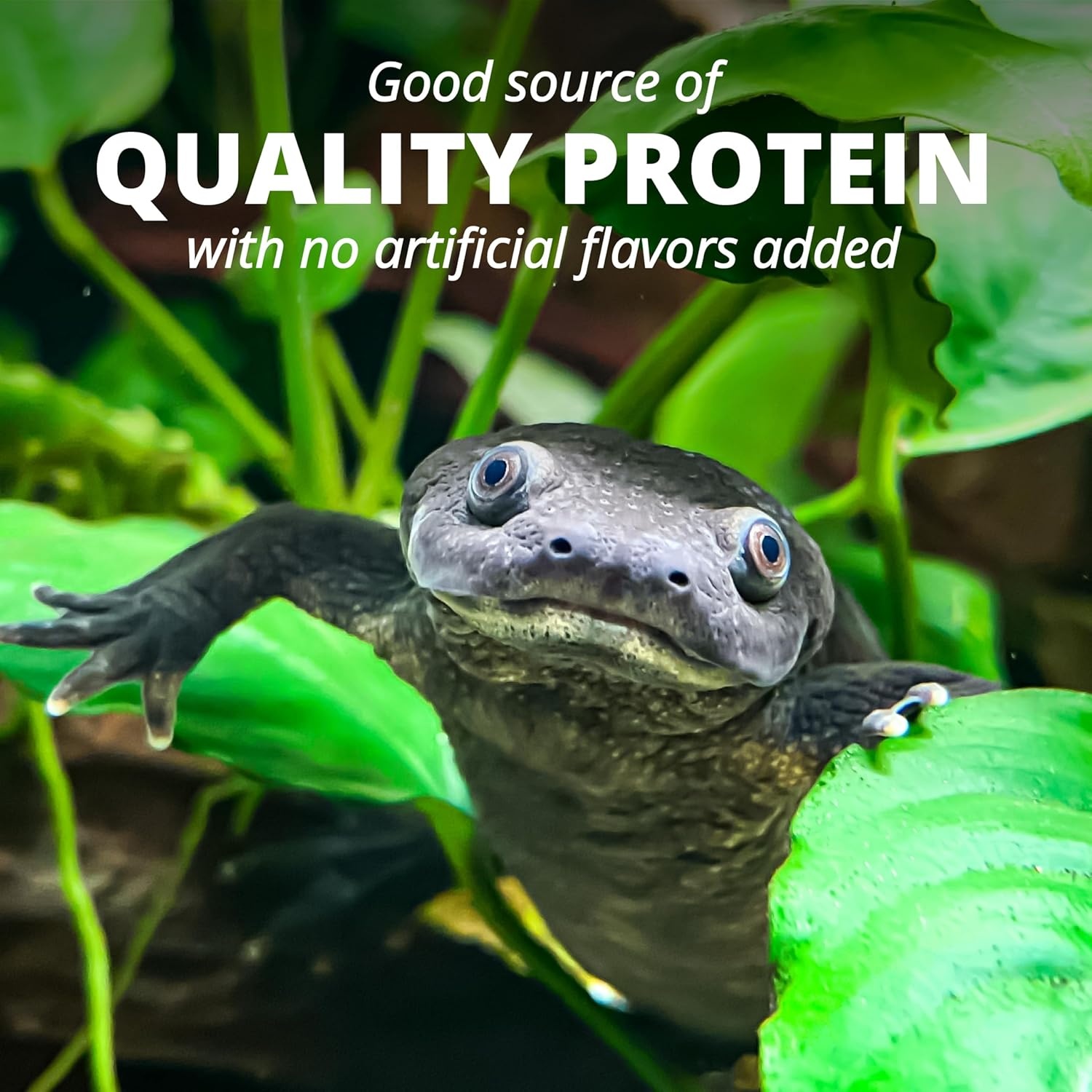 image:imageTetra ReptoMin Floating Food Sticks Food for Aquatic Turtles Newts and Frogs 1059 oz Pack of 1126 Pound Pack of 1