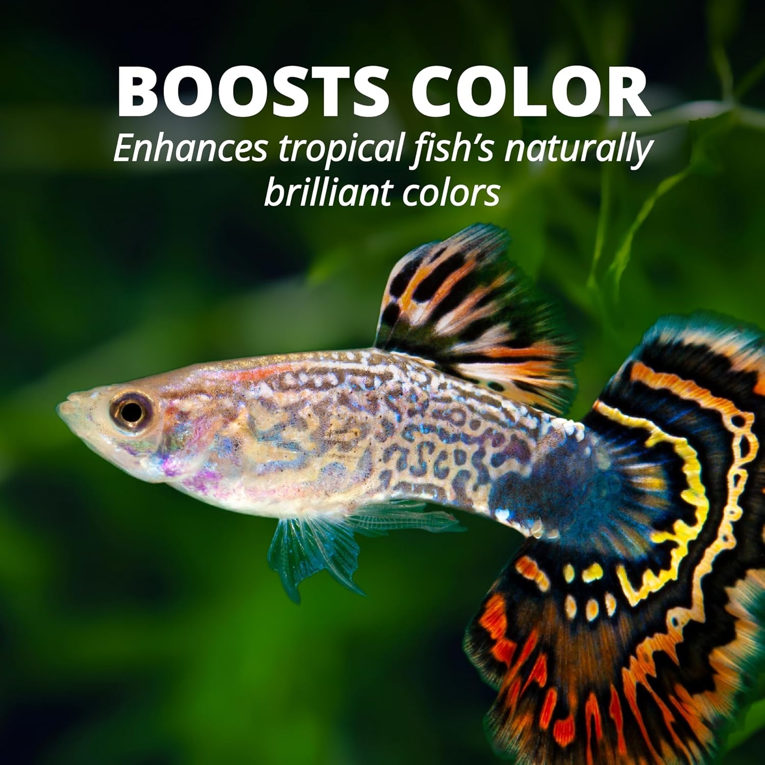 image:imageTetraColor Tropical Flakes Color Boosting Fish Food Nutritionally Balanced Diet for Tropical Fish 706 ozTropical