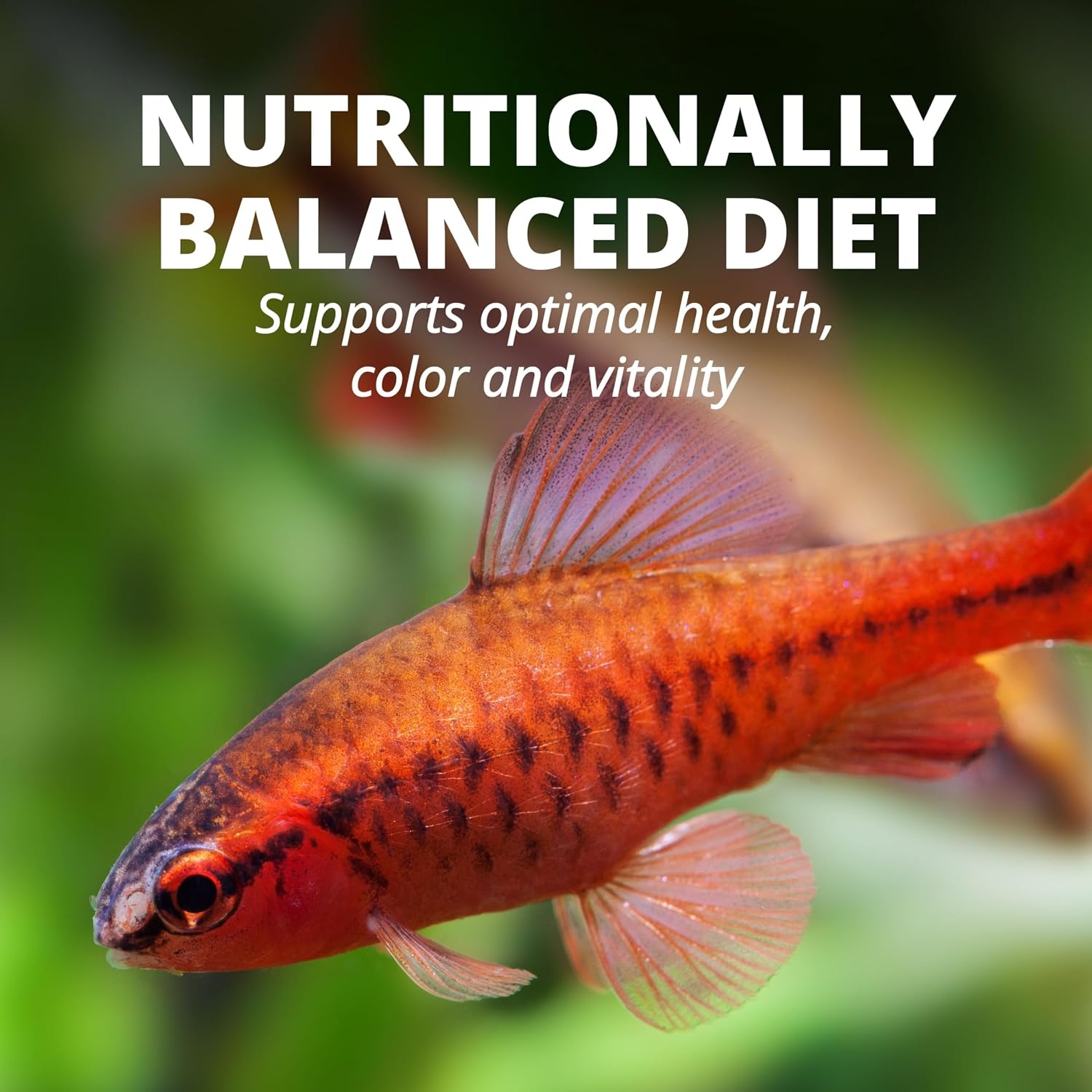 image:imageTetraColor Tropical Flakes Color Boosting Fish Food Nutritionally Balanced Diet for Tropical Fish 706 ozTropical