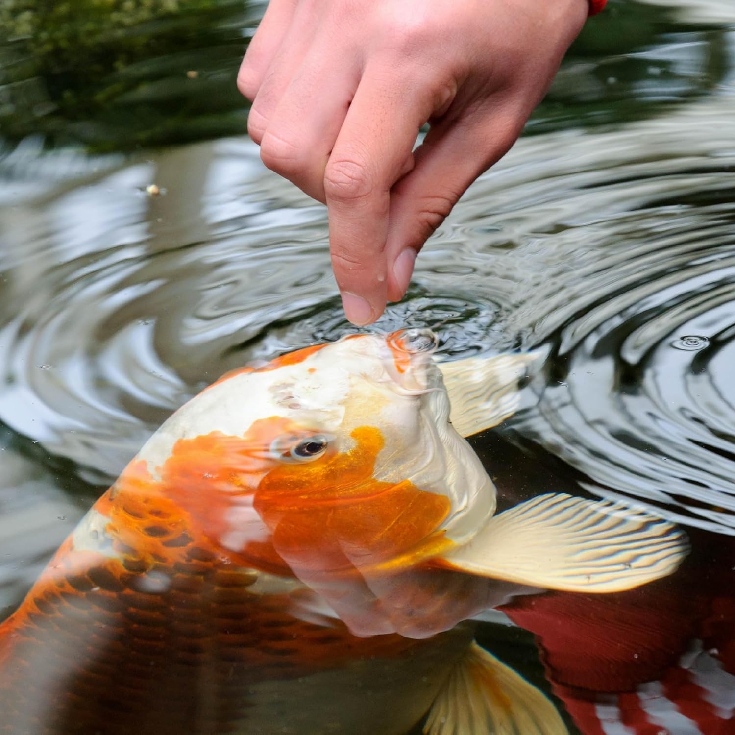 image:imageTetraPond Koi Vibrance Soft Sticks Easy to Digest Floating Pond Food 518 lbs242 Pound Pack of 1