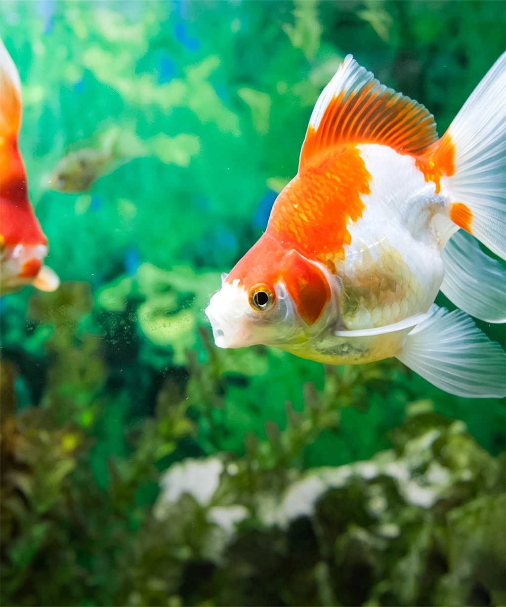 Tetra Official Store | Aquarium Care, Fish Food, Filters & Water Solutions